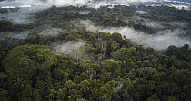 Rainforest canopy, Napo River, Sani Lodge, Ecuador