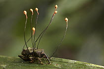 True Weevil (Curculionidae) infected and killed by Fungus (Ophiocordyceps sp), Sani Lodge, Ecuador