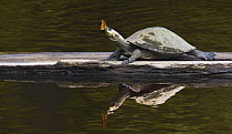 Yellow-spotted Amazon River Turtle (Podocnemis unifilis) with butterfly, Sani Lodge, Ecuador