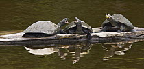 Yellow-spotted Amazon River Turtle (Podocnemis unifilis) group squabbling while basking, Sani Lodge, Ecuador