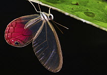 Glasswing (Cithaerias cliftoni) butterfly, Sani Lodge, Ecuador