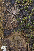 Flattie (Selenopidae) spider camouflaged on bark, Sani Lodge, Ecuador