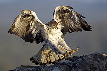 Bonelli's Eagle (Hieraaetus fasciatus) landing, Castile-La Mancha, Spain