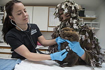 American Beaver (Castor canadensis) wildlife rehabilitators, Jessie Lazaris and Jessie Paolello, examine one-month-old orphaned kit, Sarvey Wildlife Care Center, Arlington, Washington