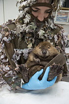 American Beaver (Castor canadensis) wildlife rehabilitator, Jessie Lazaris, holding one-month-old orphaned kit, Sarvey Wildlife Care Center, Arlington, Washington