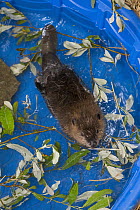 American Beaver (Castor canadensis) one-month-old orphaned kit in pool, Sarvey Wildlife Care Center, Arlington, Washington