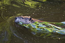 American Beaver (Castor canadensis) swimming with Willow (Salix sp) branches, Martinez, California