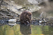 American Beaver (Castor canadensis) on dam in urban creek, Martinez, California