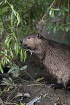 American Beaver (Castor canadensis) feeding on Willow (Salix sp) branches, Martinez, California