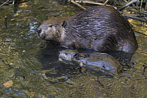American Beaver (Castor canadensis) mother and eight-week-old kit, Martinez, California
