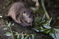 American Beaver (Castor canadensis) eight-week-old kit feeding on Willow (Salix sp) branches, Martinez, California