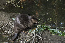 American Beaver (Castor canadensis) feeding on Willow (Salix sp) on dam in urban creek, Martinez, California