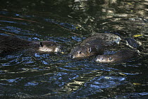American Beaver (Castor canadensis) parent, two-year-old sub-adult and eight-week-old kit, Martinez, California