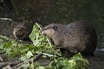 American Beaver (Castor canadensis) mother and eight-week old kit feeding on Willow (Salix sp) branches, Martinez, California