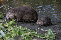 American Beaver (Castor canadensis) mother and eight-week old kit, Martinez, California