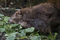 American Beaver (Castor canadensis) mother and eight-week-old kit feeding on Cottonwood (Populus sp), Martinez, California