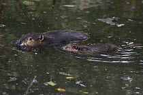 American Beaver (Castor canadensis) parent and eight-week-old kit, Martinez, California