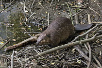 American Beaver (Castor canadensis) on dam, Martinez, California