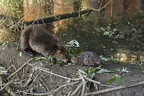 American Beaver (Castor canadensis) parent and eight-week-old kit on dam in urban creek, Martinez, California