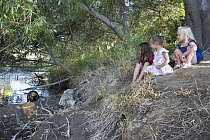 American Beaver (Castor canadensis) watched by children in urban environment, Martinez, California