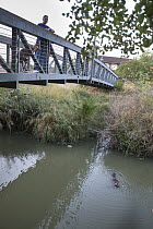 American Beaver (Castor canadensis) watched by people in urban environment, Martinez, California