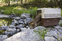 American Beaver (Castor canadensis) being released into the wild after being rescued and rehabilitated, Sonoma County Wildlife Rescue, Sonoma County, California