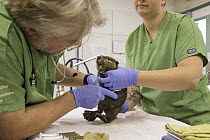 American Beaver (Castor canadensis) conservationist, Guthrum Purdin, brushing six-week-old orphaned kit, Lindsay Wildlife Experience, Walnut Creek, California
