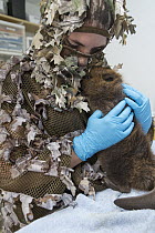 American Beaver (Castor canadensis) wildlife rehabilitator, Jessie Lazaris, with one-month-old orphaned kit, Sarvey Wildlife Care Center, Arlington, Washington