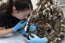 American Beaver (Castor canadensis) wildlife rehabilitators, Jessie Lazaris and Jessie Paolello, examine one-month-old orphaned kit, Sarvey Wildlife Care Center, Arlington, Washington