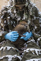 American Beaver (Castor canadensis) wildlife rehabilitator, Jessie Lazaris, with one-month-old orphaned kit, Sarvey Wildlife Care Center, Arlington, Washington