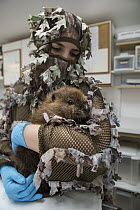 American Beaver (Castor canadensis) wildlife rehabilitator, Jessie Lazaris, holding one-month-old orphaned kit, Sarvey Wildlife Care Center, Arlington, Washington
