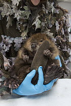 American Beaver (Castor canadensis) wildlife rehabilitator, Jessie Lazaris, weighing one-month-old orphaned kit, Sarvey Wildlife Care Center, Arlington, Washington