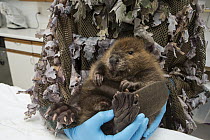 American Beaver (Castor canadensis) wildlife rehabilitator, Jessie Lazaris, weighing one-month-old orphaned kit, Sarvey Wildlife Care Center, Arlington, Washington