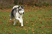 Alaskan Malamute (Canis familiaris) male running, North America
