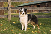Australian Shepherd (Canis familiaris), North America