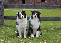 Australian Shepherd (Canis familiaris) pair, North America