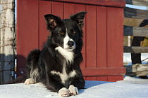 Border Collie (Canis familiaris) in winter, North America