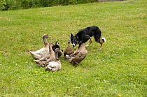 Border Collie (Canis familiaris) herding domestic duck flock, North America