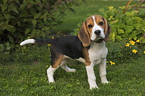 Beagle (Canis familiaris) puppy, North America