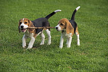 Beagle (Canis familiaris) puppies playing with stick, North America