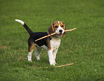 Beagle (Canis familiaris) puppy playing with stick, North America