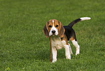 Beagle (Canis familiaris) puppy playing with stick, North America