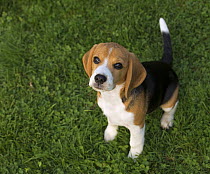 Beagle (Canis familiaris) puppy, North America
