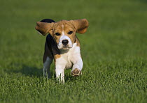 Beagle (Canis familiaris) puppy running, North America