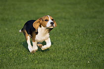 Beagle (Canis familiaris) puppy running, North America