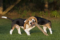 Beagle (Canis familiaris) puppies playing with stick, North America