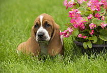 Basset Hound (Canis familiaris) puppy, North America