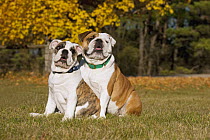 English Bulldog (Canis familiaris) parent with puppy, North America