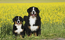 Bernese Mountain Dog (Canis familiaris) parent with puppy, North America