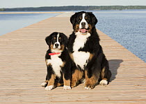 Bernese Mountain Dog (Canis familiaris) parent with puppy, North America
